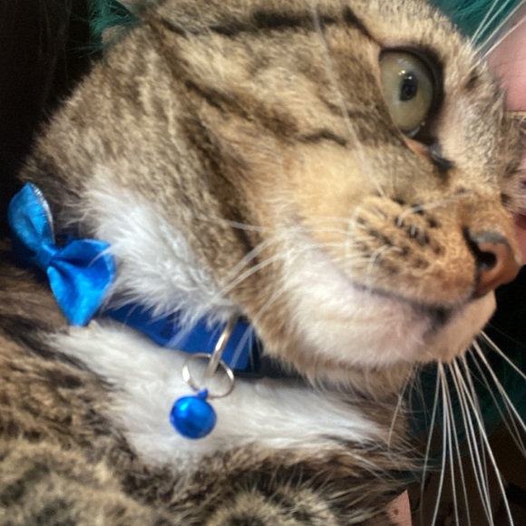 freddy - Picture 10 of 16